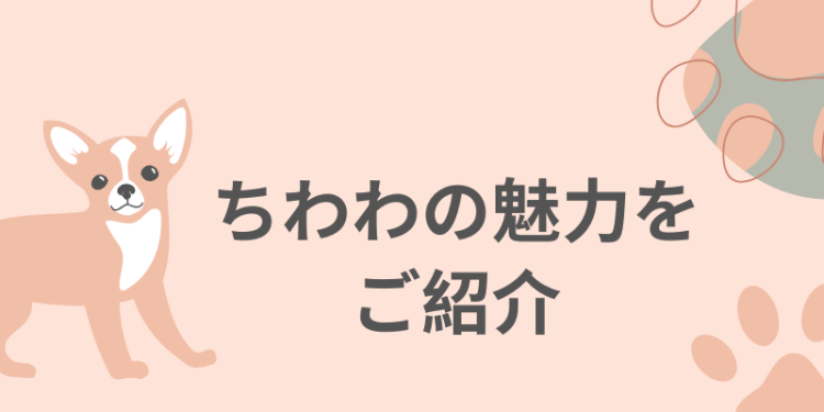 ちわわの魅力をご紹介